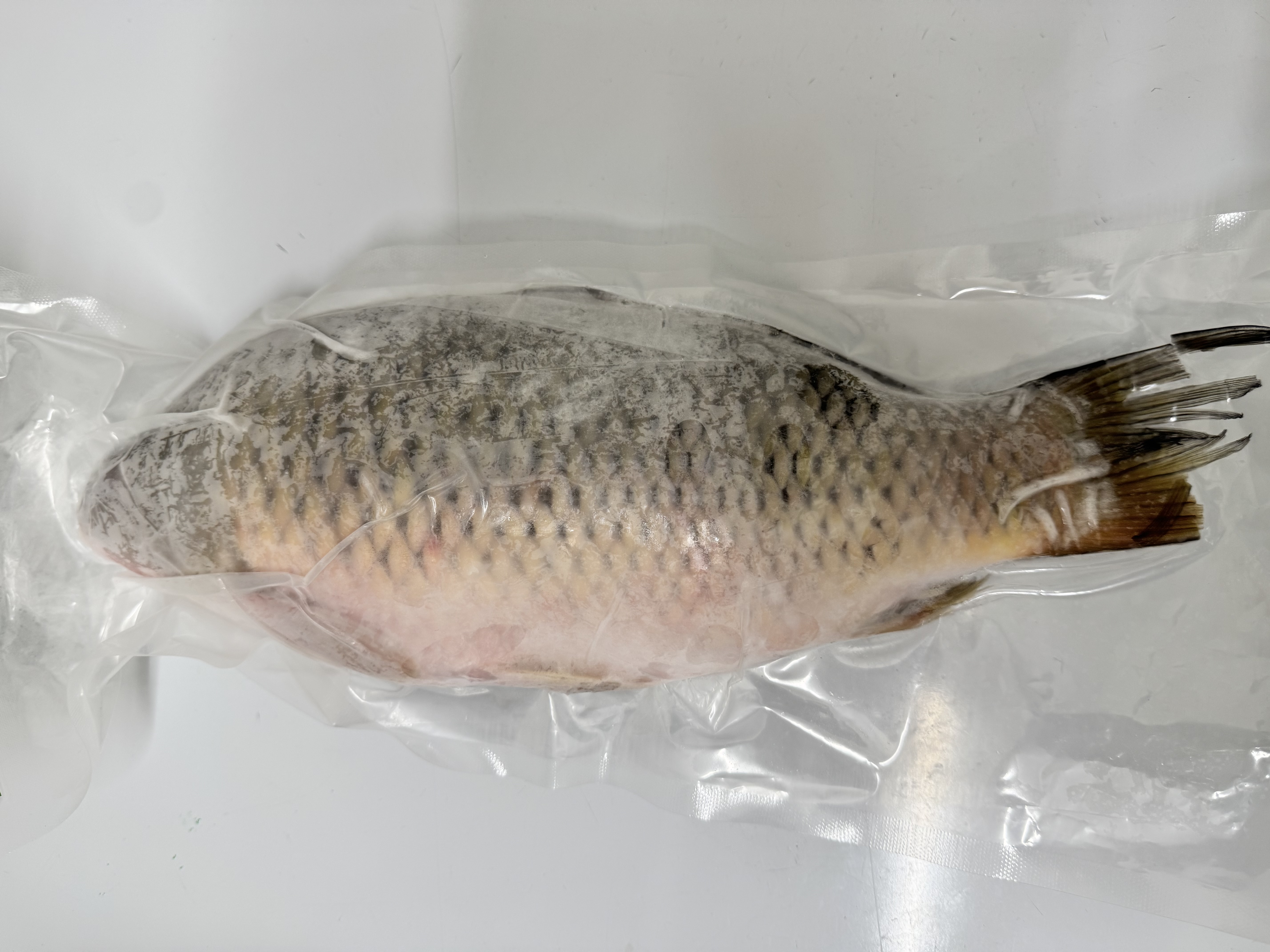 鯉